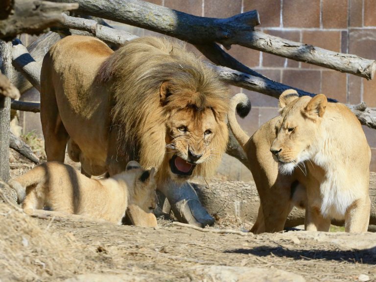 Estimates showed about 500,000 lions lived in Africa at the beginning of the 20th century. By mid-century, there were about 200,000 lions and now just 20,000 lions are estimated to live in Africa. (AP Photo/Nati Harnik)