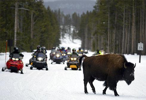 Wolves, Bison win, snowmobiles lose in Yellowstone fight