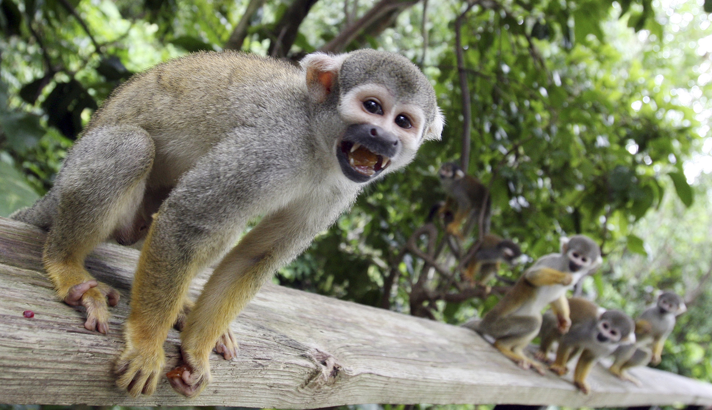 300 monkeys to stick it out in Miami during Hurricane Irma
