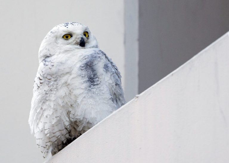 FILE - In this Jan. 24, 2014 photo, a snowy owl rests on a ledge of a building in Washington.  The National Zoo in Washington says that a snowy owl was apparently hit by a bus and is being treated at the Zoo.  Zoo spokeswoman Annalisa Meyer says the owl was brought to the zoo shortly after 2 a.m. Thursday, Jan. 30, 2014. A veterinarian was called in to treat the owl for an apparent head injury. It will then be transferred to a city rehabilitation facility.  Snowy owls aren't usually seen in the region, but have been moving far south of their Arctic habitats searching for food due to a population spike.  It's uncertain if this is the injured owl.  (AP Photo/Manuel Balce Ceneta)