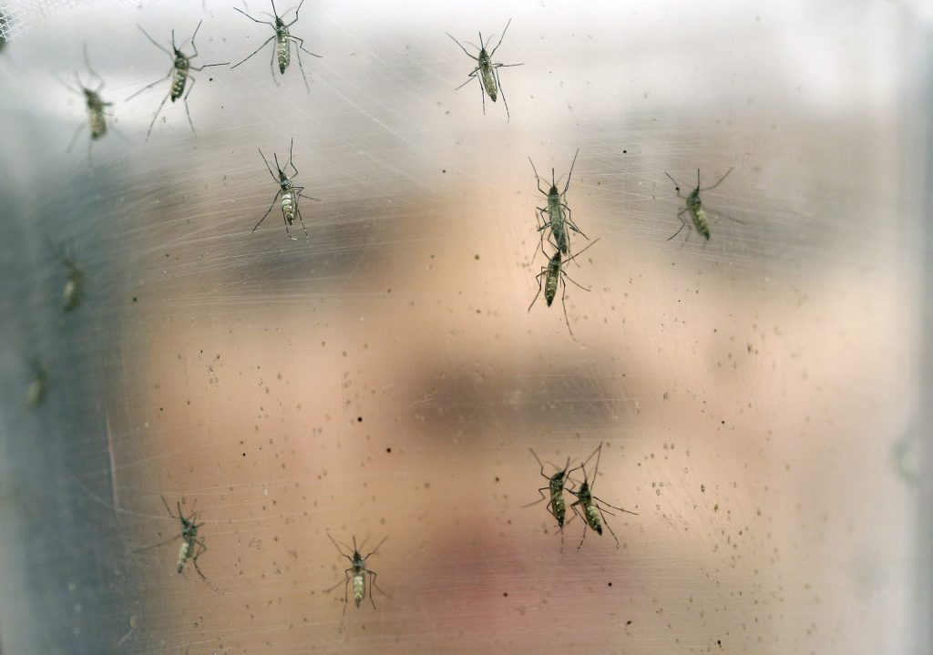 GMO bugs playing controversial role in Zika fight