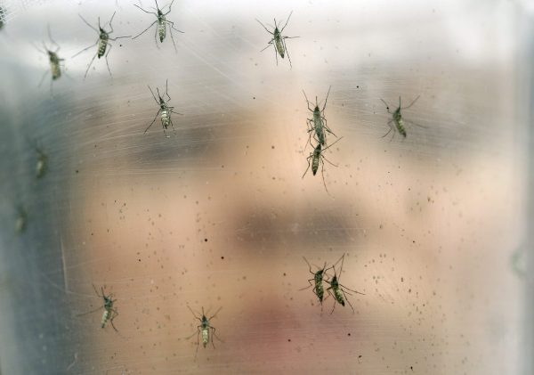 GMO bugs playing controversial role in Zika fight