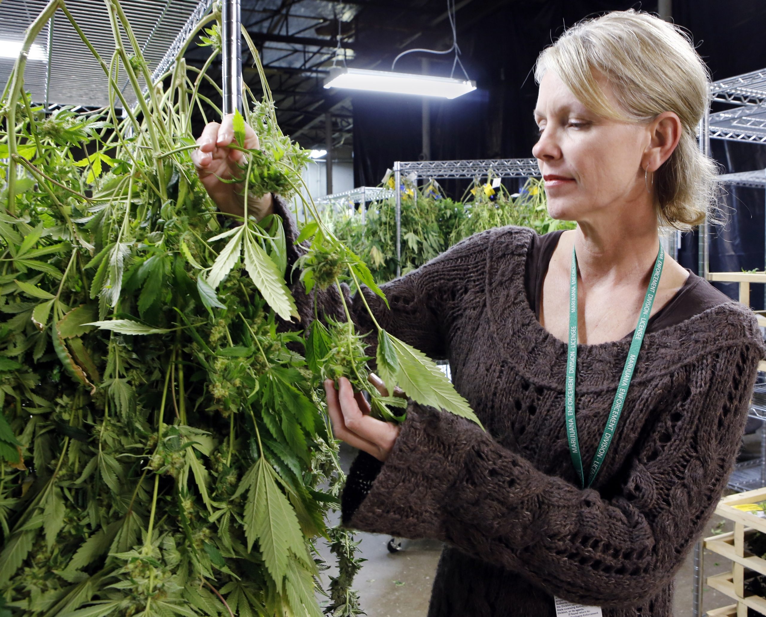 Farm tax rates for pot up for Colorado vote