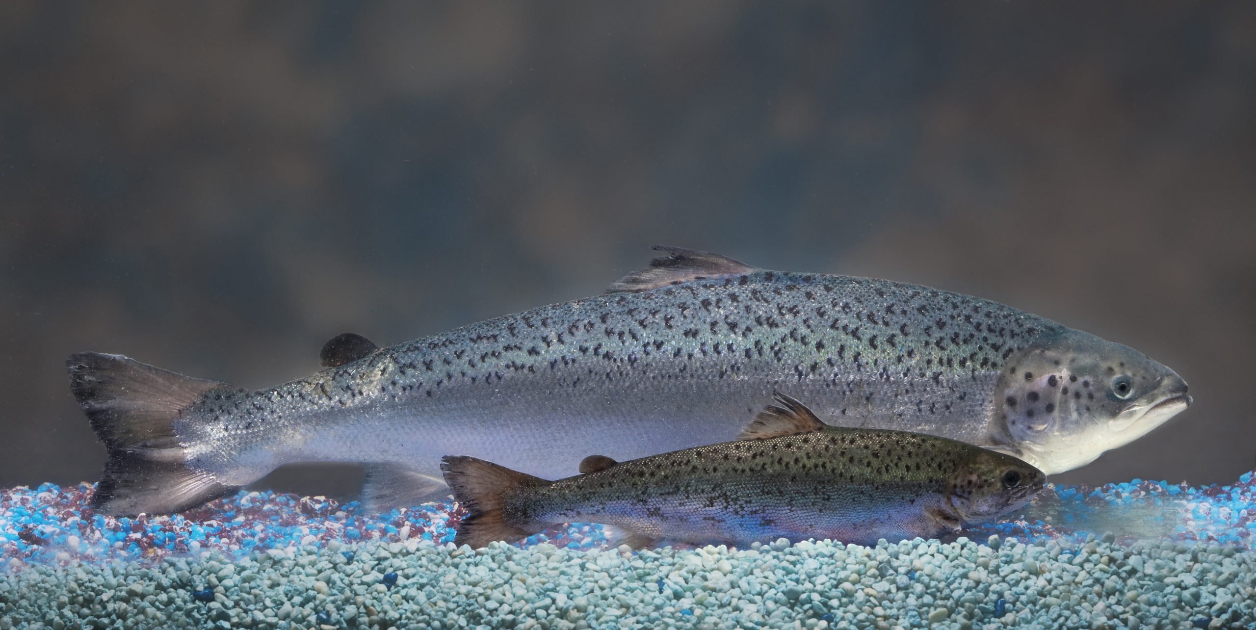 Fast-growing fish may never wind up on your plate