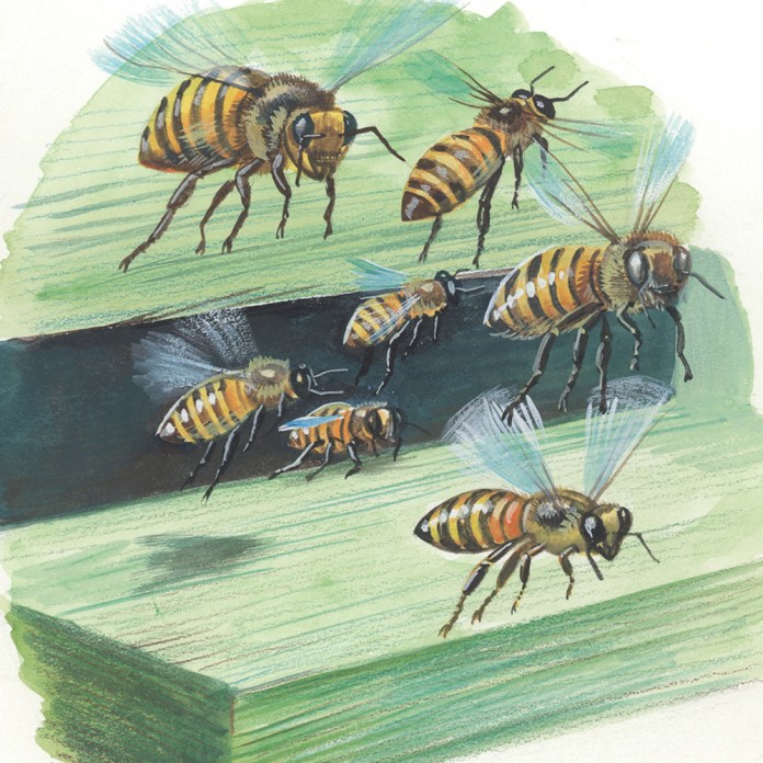 The Bee’s Needs