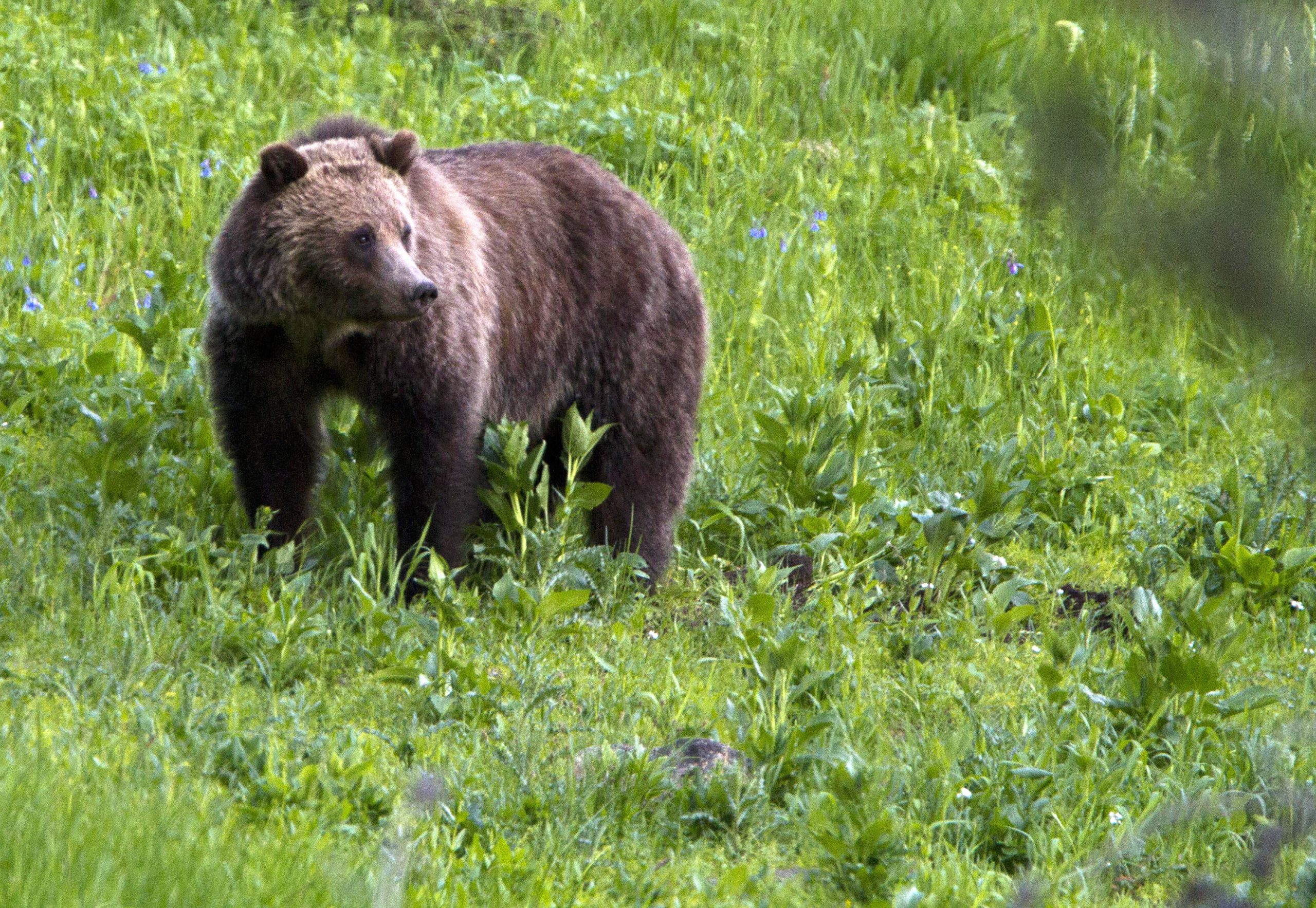 Grizzly managers look toward hunts in Rockies