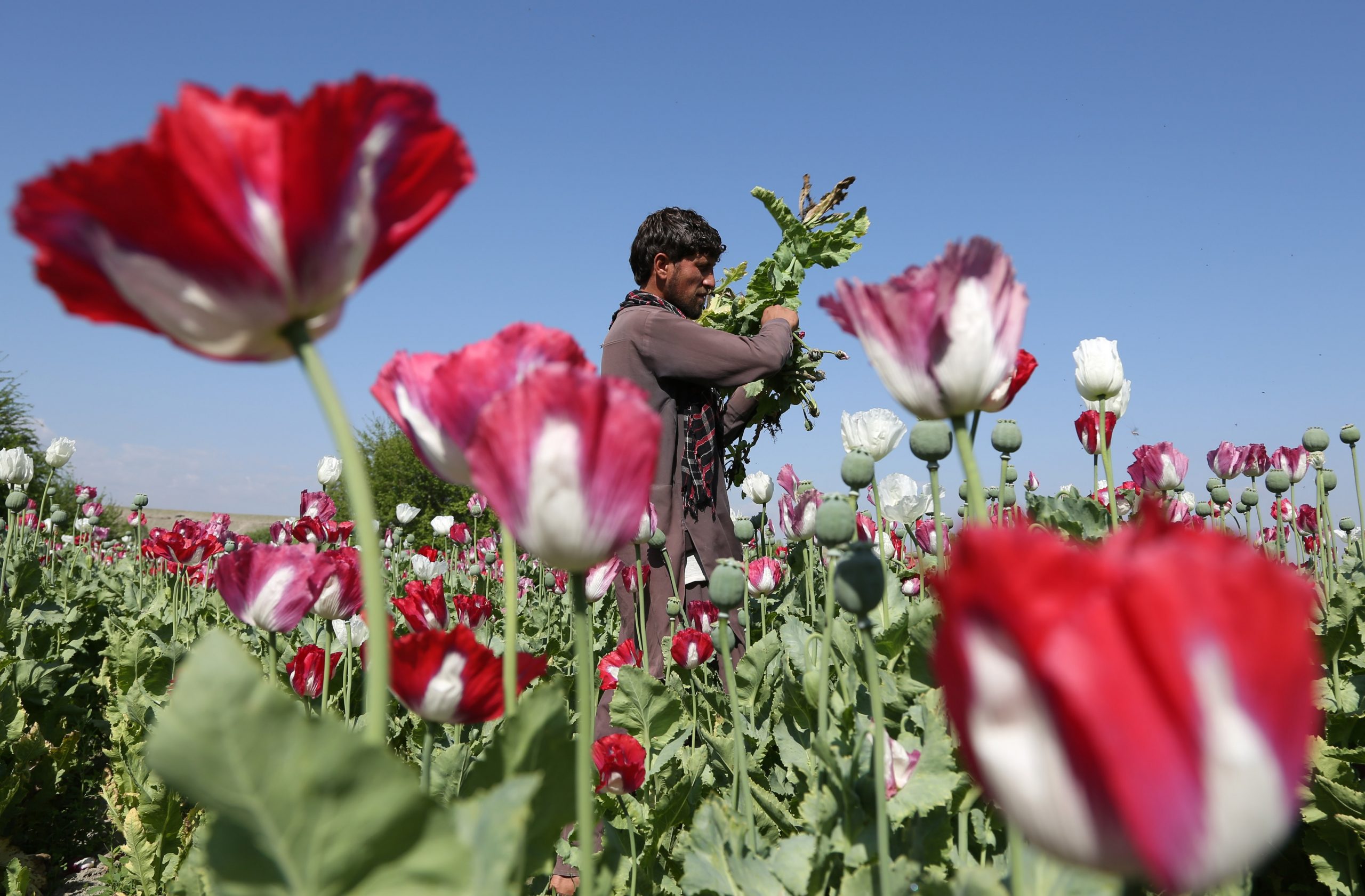 As US draws down, Afghan opium production thrives