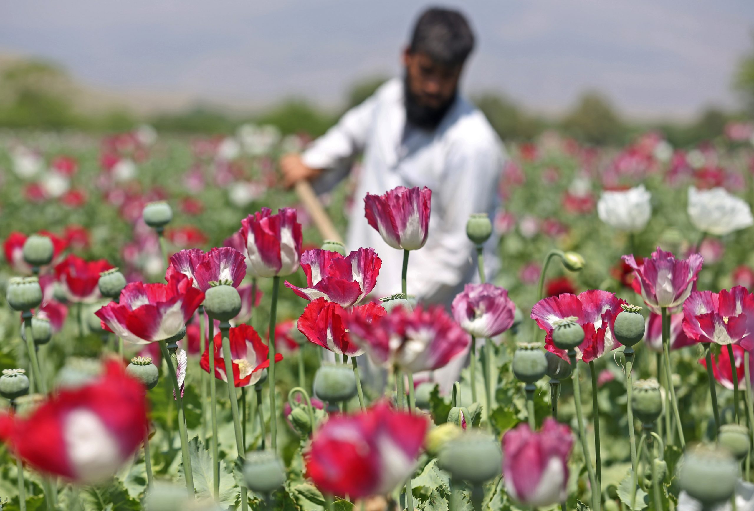 Despite U.S. efforts, Afghan opium trade thrives
