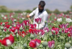 Despite U.S. efforts, Afghan opium trade thrives