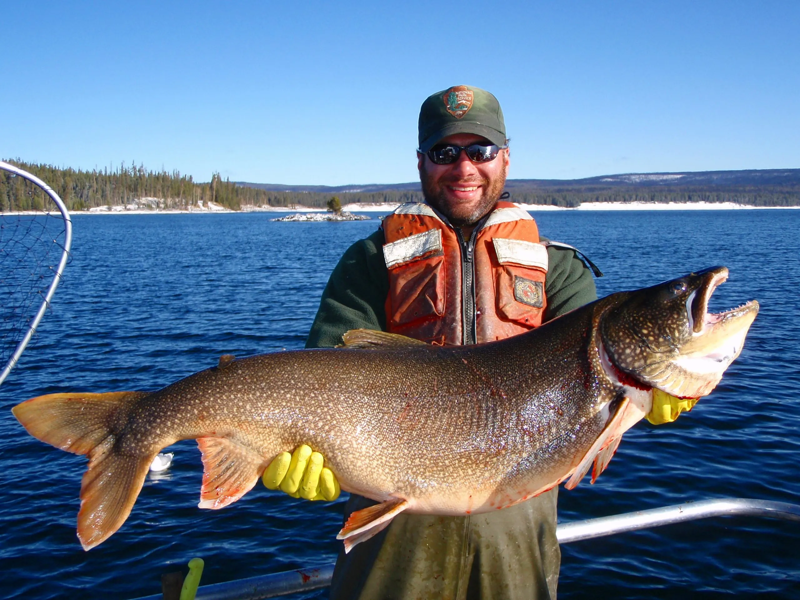 Scientists: Invasive Yellowstone trout in decline