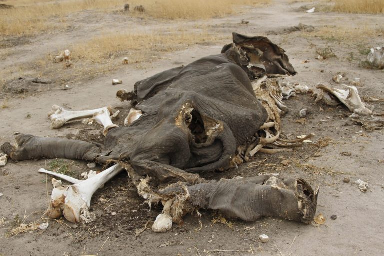 Elephants endangered by land grabs