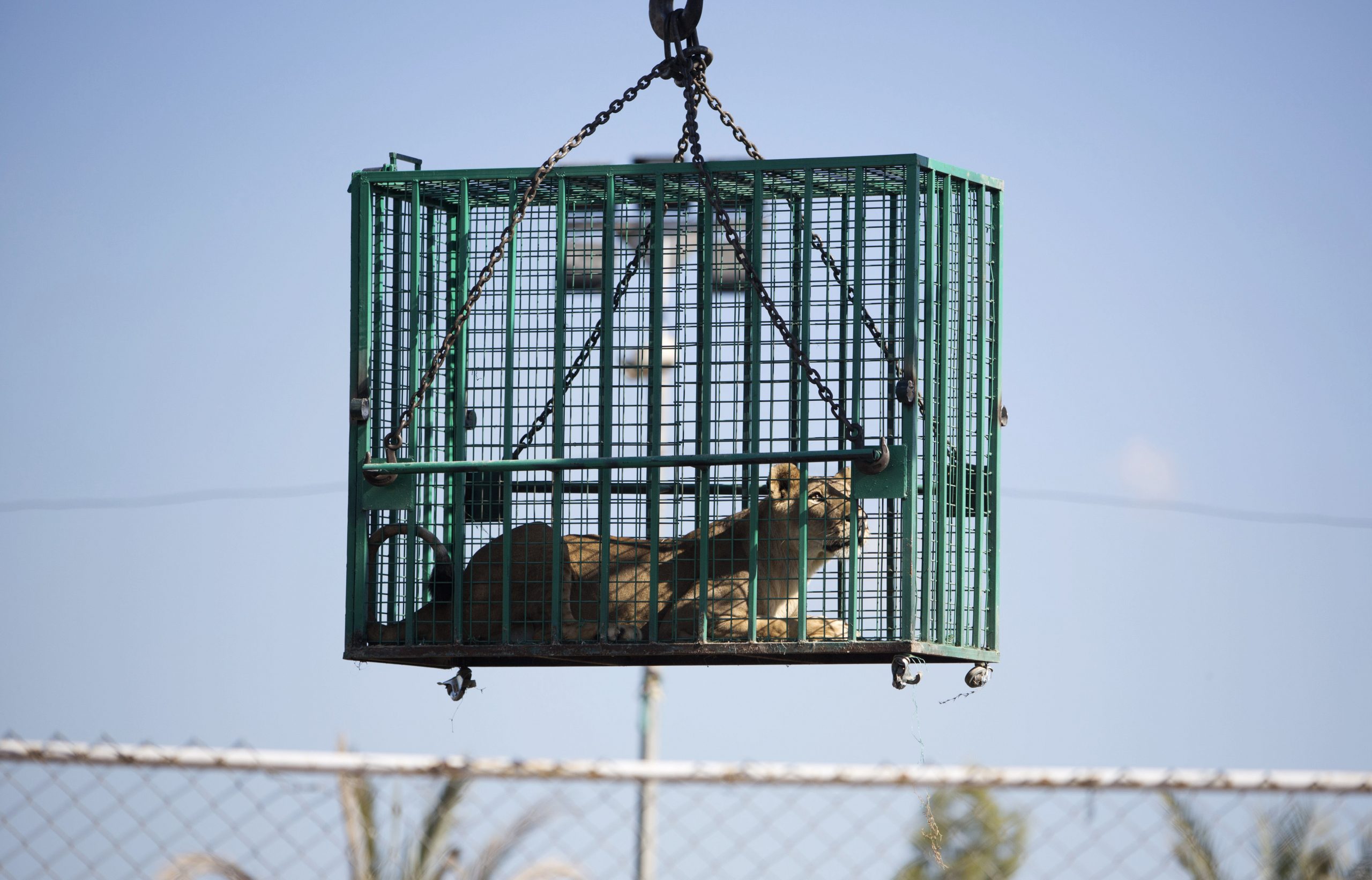 Gaza lions sent to Jordan after war damages zoo