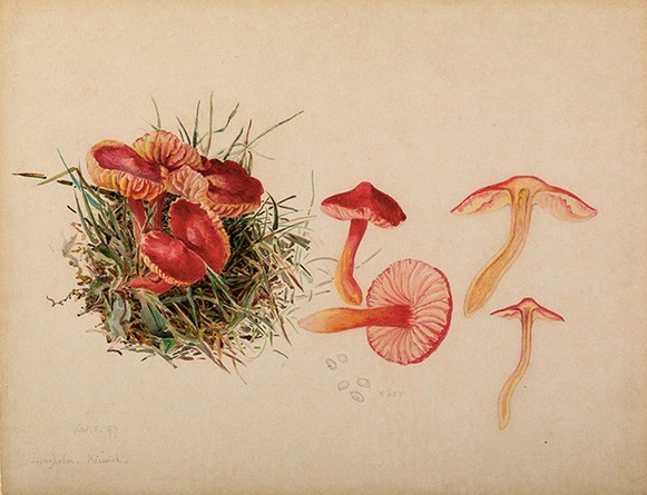 Prufrock: The Other Beatrix Potter, Vatican Hackathon, and Norman Mailer’s Library
