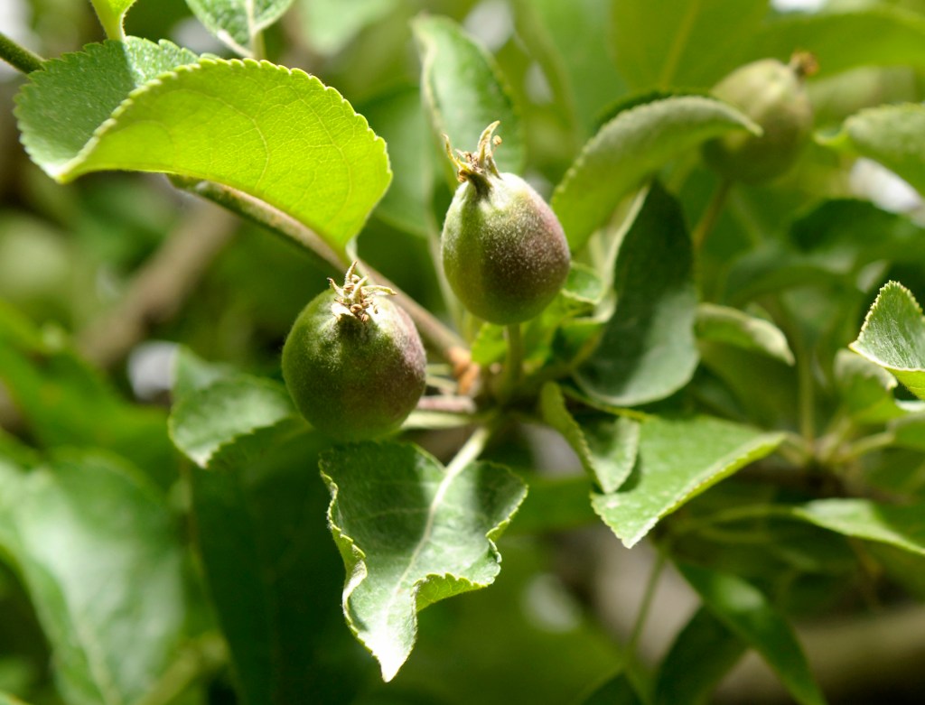 Harsh winter damages Michigan’s fruit trees, vines
