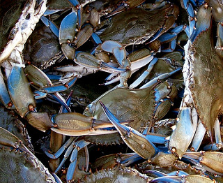 Great again: Chesapeake Bay crabs are back, females at all-time high