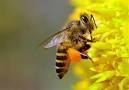 Obama moves to save the honey bees, targets pesticides