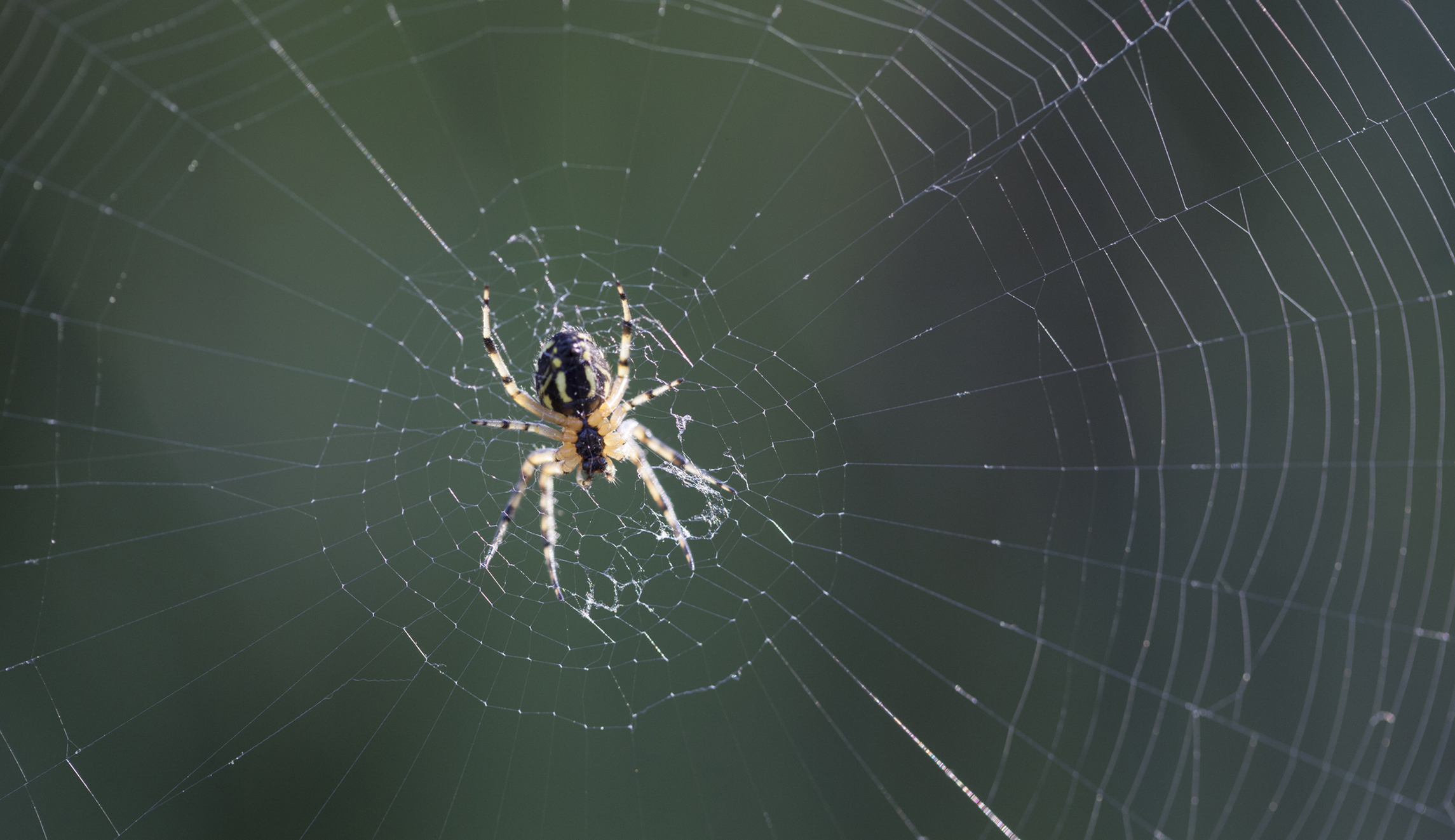 Scientists name spiders after Barack and Michelle Obama, Bernie Sanders