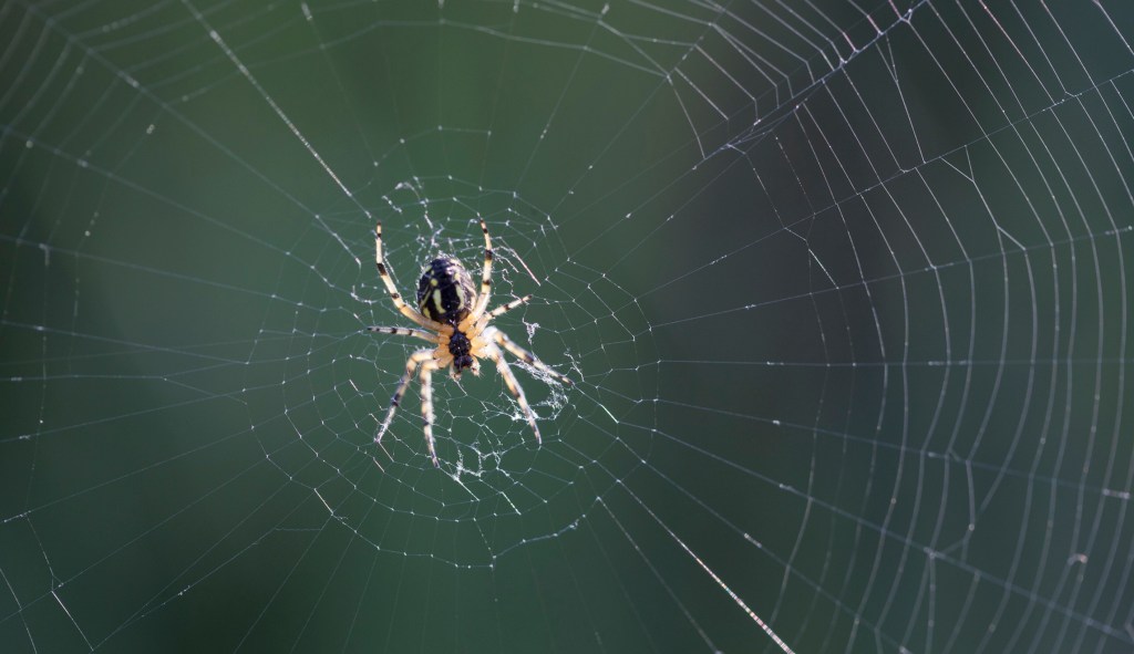 Scientists name spiders after Barack and Michelle Obama, Bernie Sanders