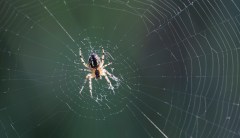 Scientists name spiders after Barack and Michelle Obama, Bernie Sanders