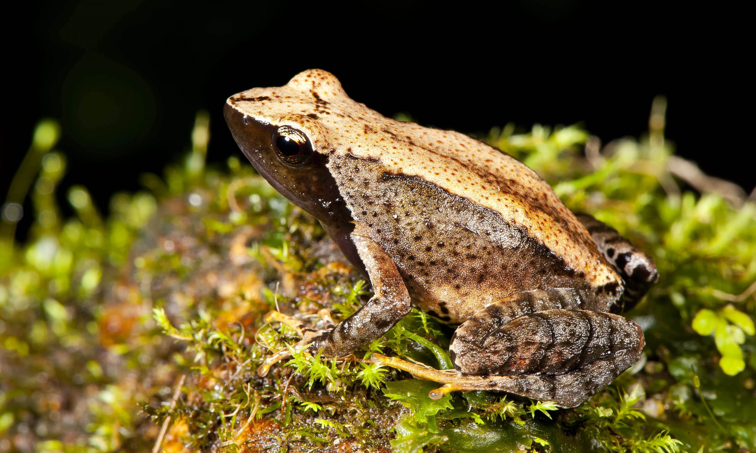 New frog species found in troubled Indian habitat