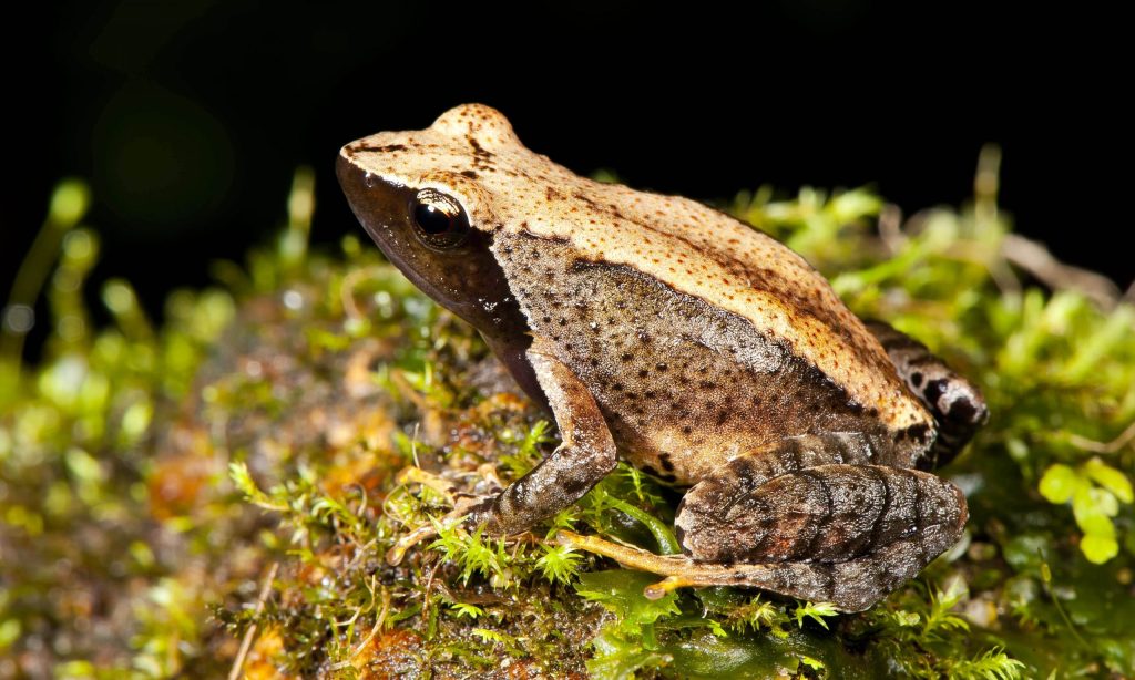 New frog species found in troubled Indian habitat