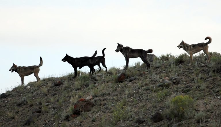   File-In this August 2012 file photo provided by Wolves of the Rockies a wolf pack stands on a hillside of the Lamar Canyon in Yellowstone National Park, Wyo. A federal judge in Washington D.C. has merged two lawsuits filed by coalitions of environmental groups challenging the federal governmentâs recent transfer of wolf management authority to the state of Wyoming. (AP Photo/Wolves of the Rockies,File)  
