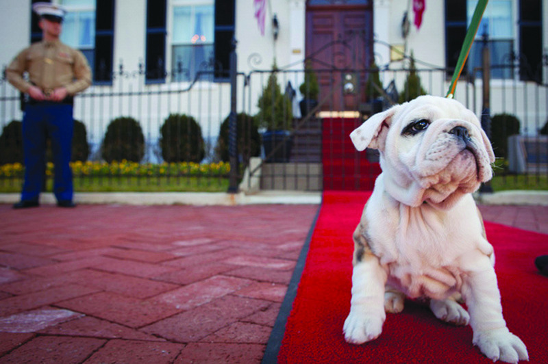 Marine Corps commissions new mascot: Private Chesty the Bulldog