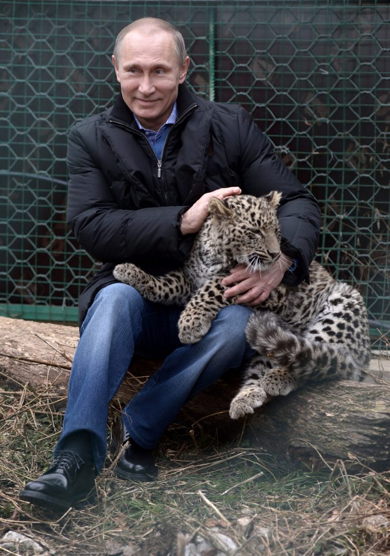 Russian President Vladimir Putin pets a snow leopard cub at the snow leopard sanctuary in the Russian Black Sea resort of Sochi, Tuesday, Feb. 4, 2014. Putin checked in Tuesday at a preserve for endangered snow leopards and visited a group of cubs born last summer in the mountains above the growing torrent of activity in Sochi for the Winter Games. (AP Photo/RIA-Novosti, Alexei Nikolsky, Presidential Press Service)