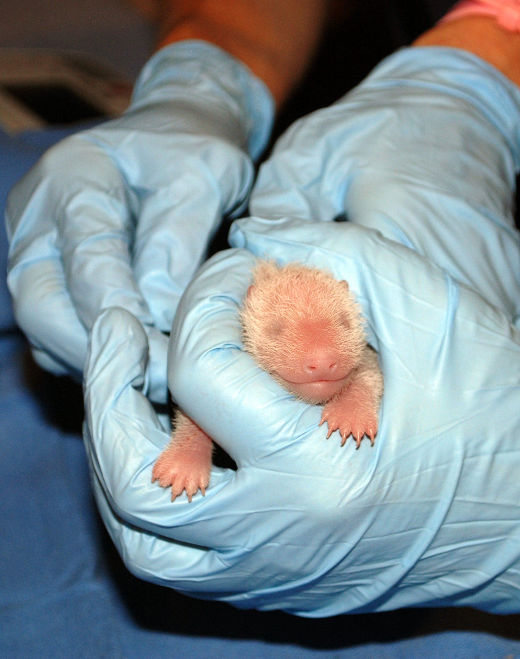 Panda cub described as healthy and vibrant