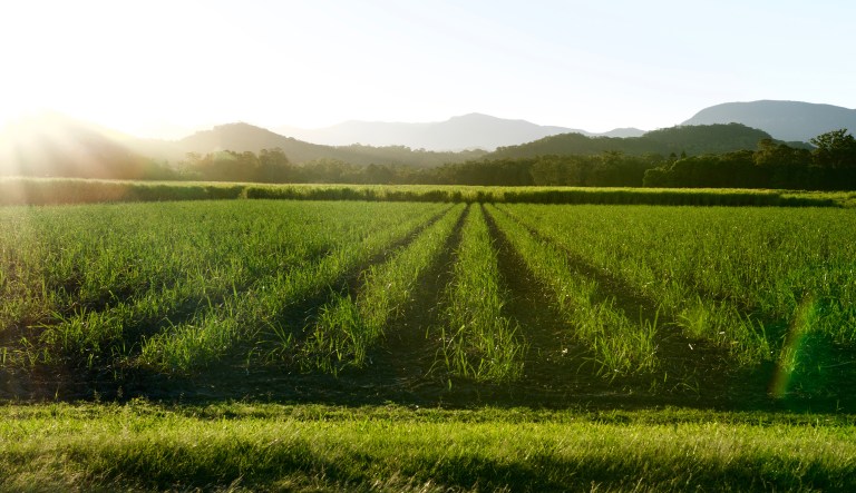 Thanks to the U.S. sugar program, sugar beet and sugar cane farmers have had the advantage of minimum prices, cheap loans, and tariffs to keep out competitors — all at taxpayer expense. (iStock photo)