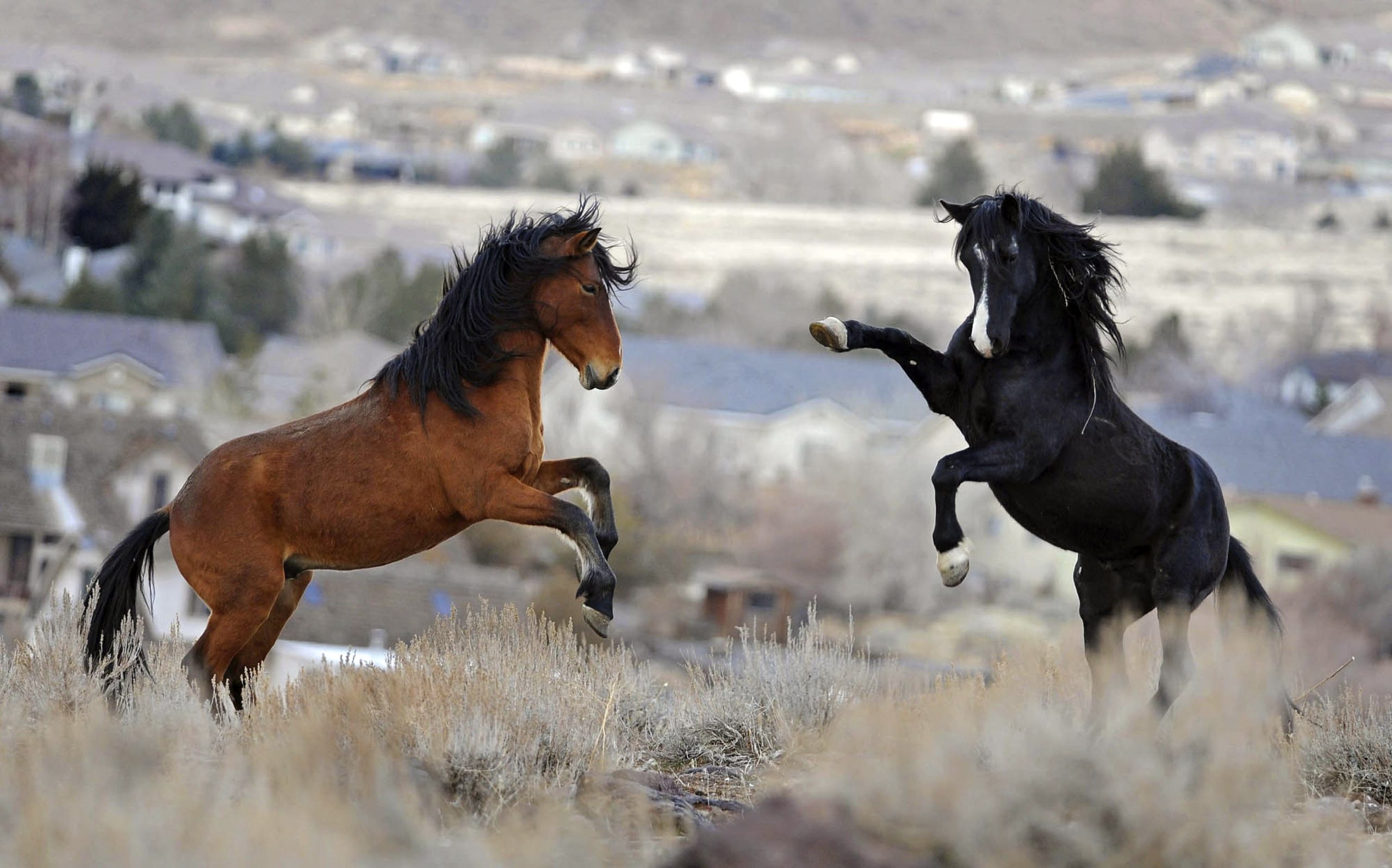 Tension growing between ranchers, mustang backers