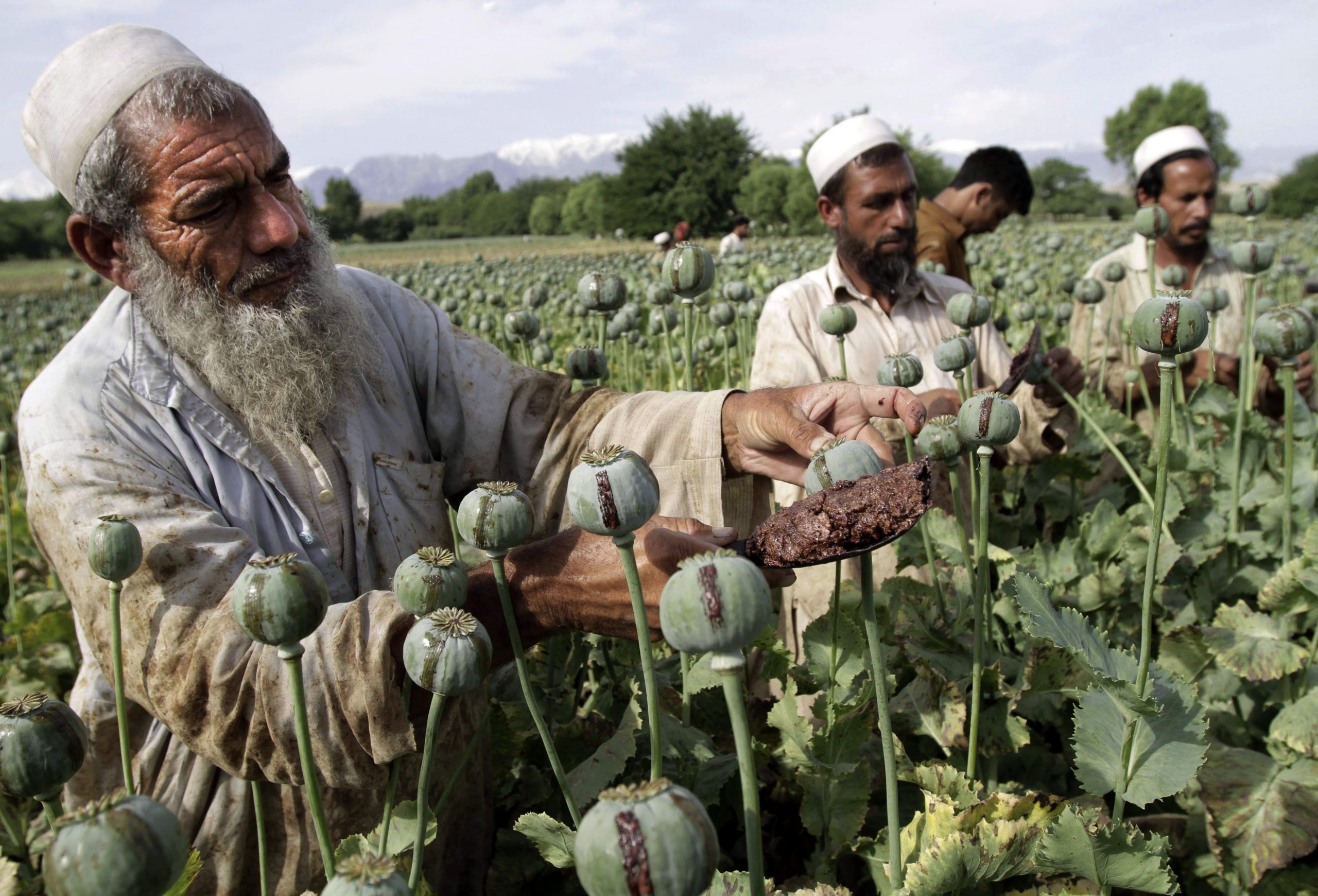 Drug trade threatens to undermine U.S. efforts in Afghanistan, inspector general warns
