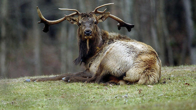 Odd fellows: Hunters, animal rights groups call for ban on using drones for hunting