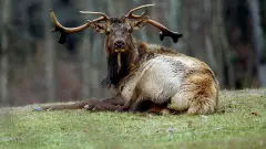 Odd fellows: Hunters, animal rights groups call for ban on using drones for hunting