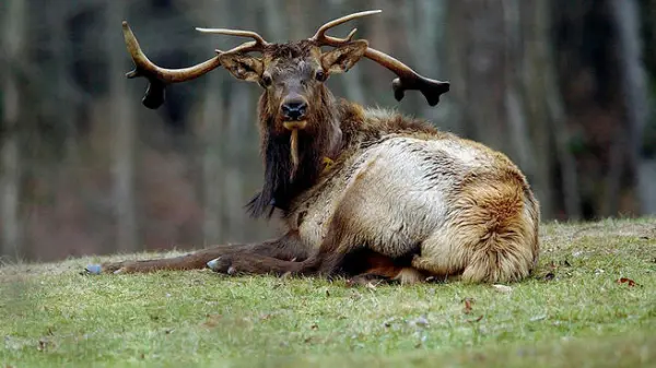 Odd fellows: Hunters, animal rights groups call for ban on using drones for hunting