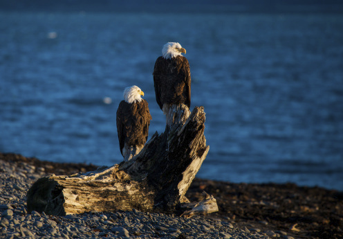 Time for common sense and context on wind turbines and eagles