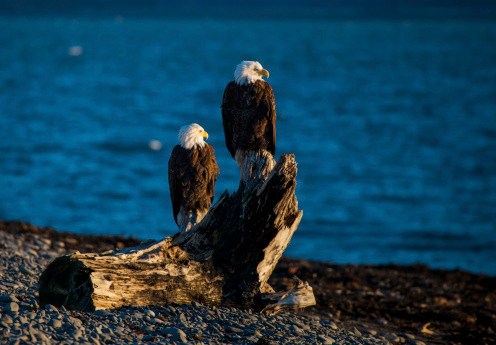 Time for common sense and context on wind turbines and eagles