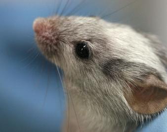 The Obama Administration Squeaks Up