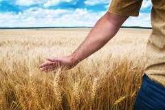 Cash crop