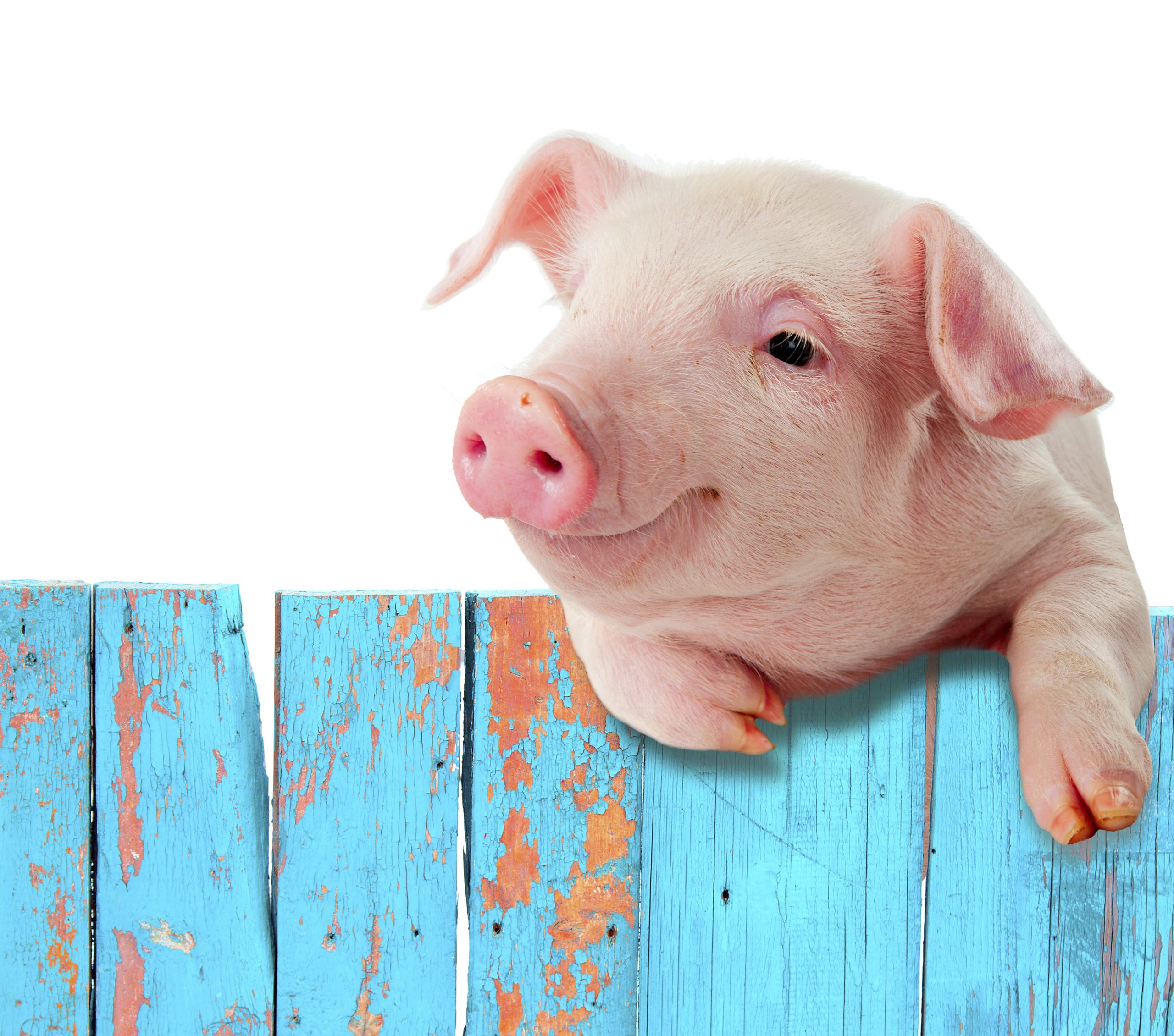 Examiner Editorial: Reviving earmarks is the last thing Congress should do