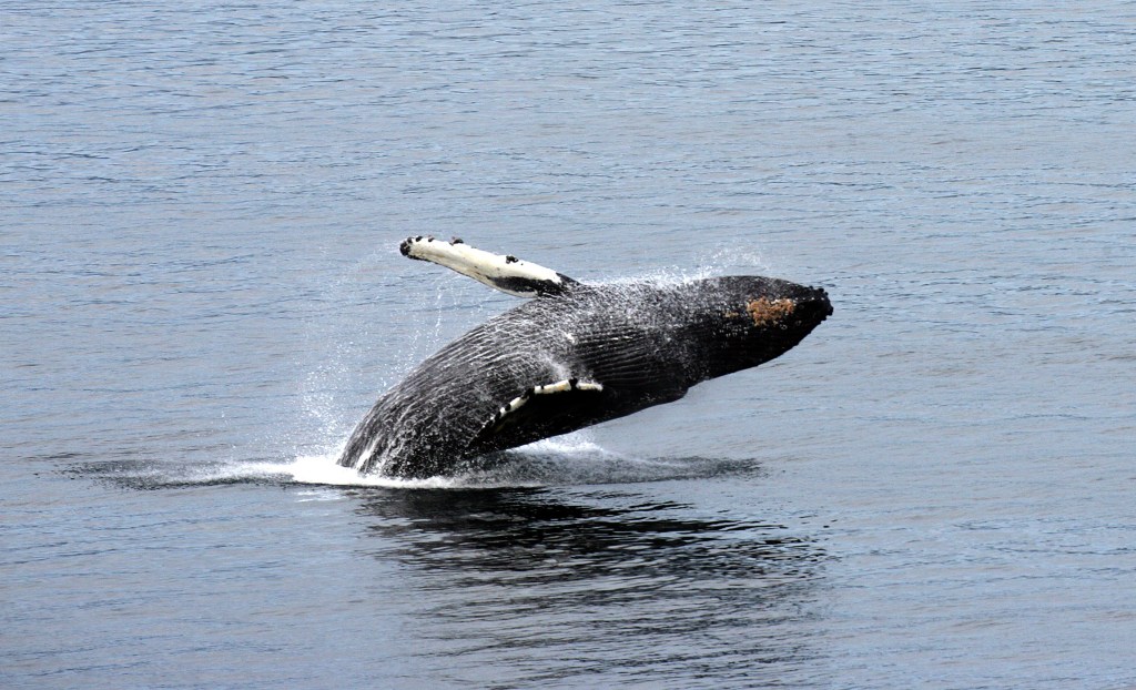 Why are whales washing up on the East Coast?