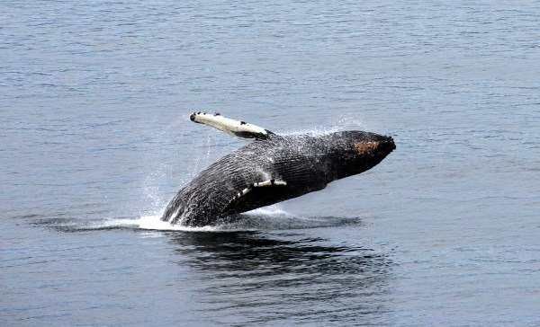 Why are whales washing up on the East Coast?