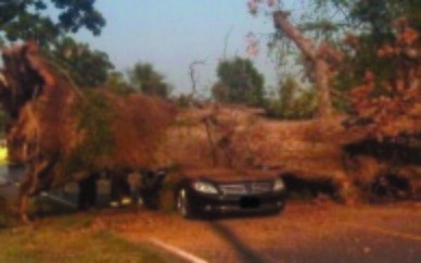 Man killed when tree falls on car in Fairfax County
