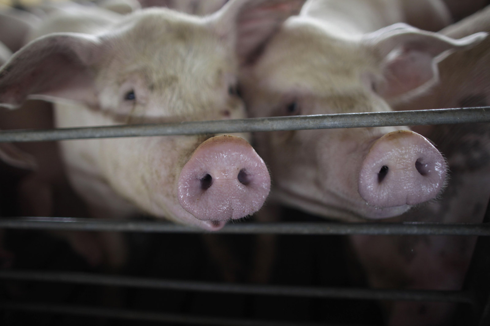 Whiny people ruined a volunteer fire department’s amazing pig roast fundraiser