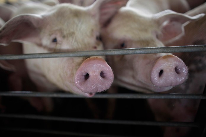 Democratic convention held on site of a political pig farm rich in history