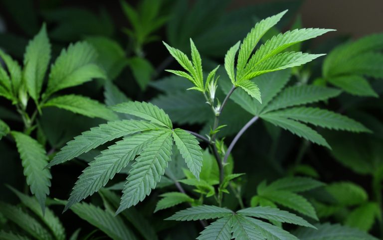 Fewer teens are trying fake marijuana known by such names as K2 and Spice, apparently getting the message that these cheap new drugs are highly dangerous, according to the government's annual survey on drug use. (AP/Ted S. Warren)