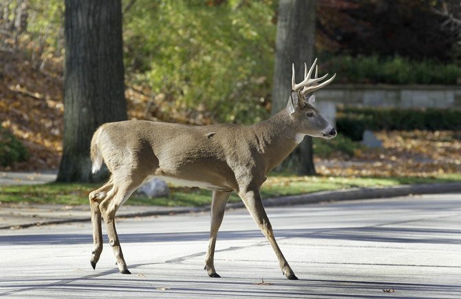 Ending daylight saving time would reduce roadkill  
