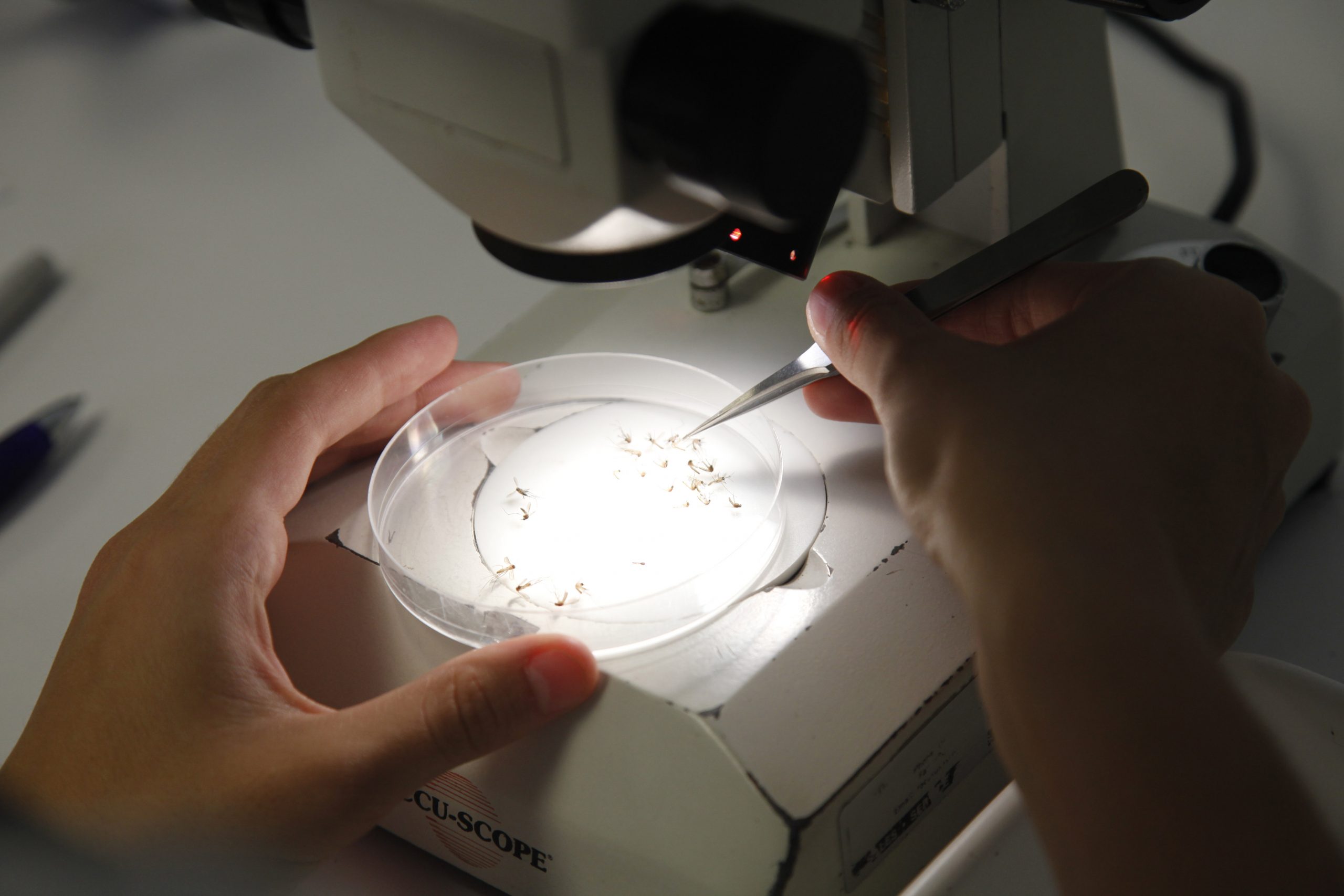 Gene-altered mosquitoes could be used vs. dengue