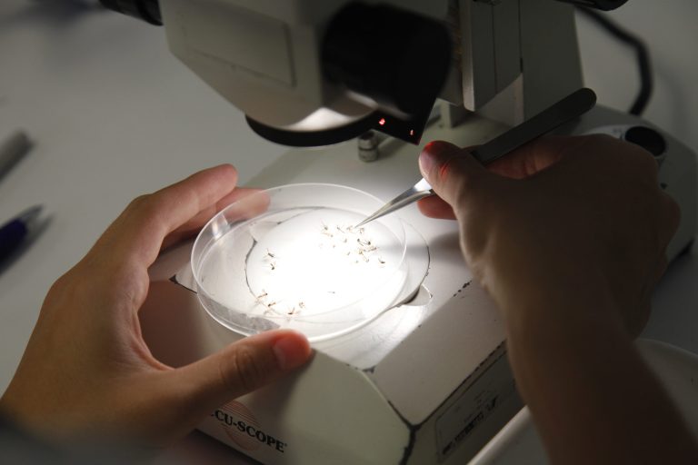   In this Thursday, Oct. 4, 2012 photo, Brittany Mariscal, an entomological technician with the Florida Keys Mosquito Control District, sorts and counts dead captured mosquitoes under a microscope in Key West, Fla. Mosquito control officials in the Florida Keys are waiting for the federal government to sign off on an experiment that would release hundreds of thousands of genetically modified mosquitoes to reduce the risk of dengue fever in this tourist town. (AP Photo/Wilfredo Lee)  