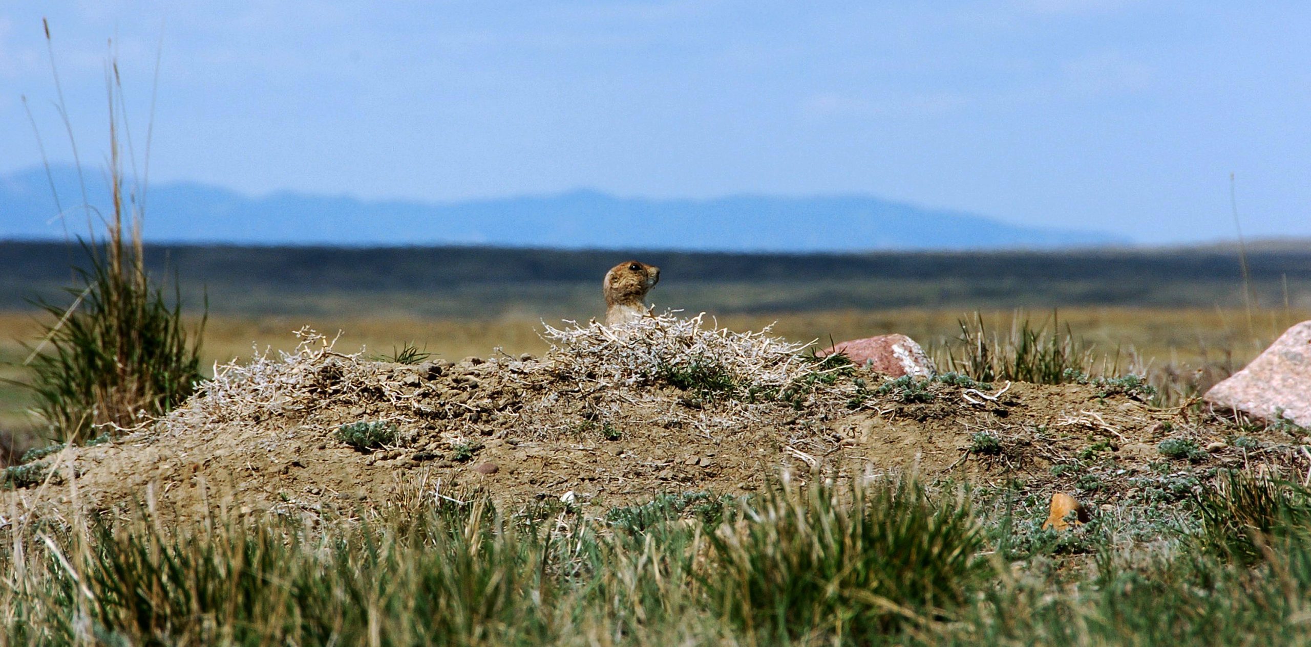 Montana prairie reserve tops 300,000 acres